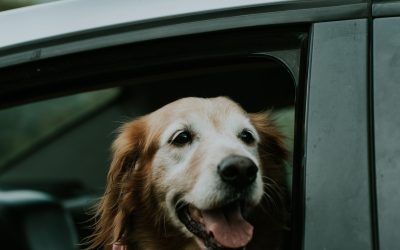 Effective Ways to Protect Your Pet from Summer Heat