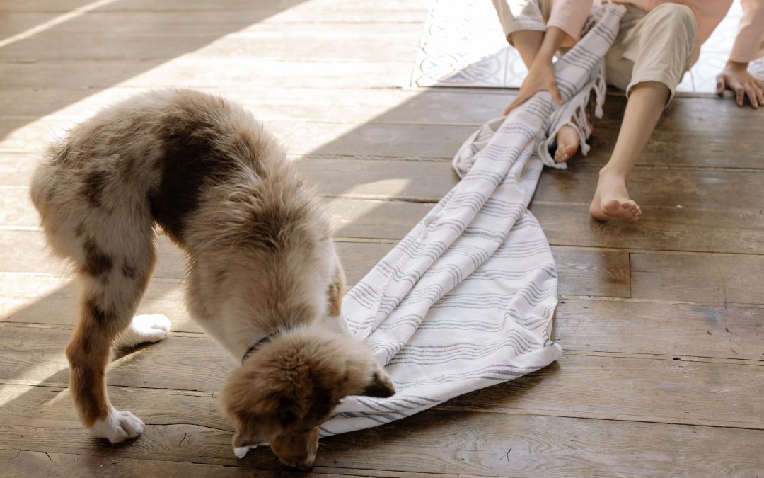 Help Your Pet Overcome Excessive Chewing Habits