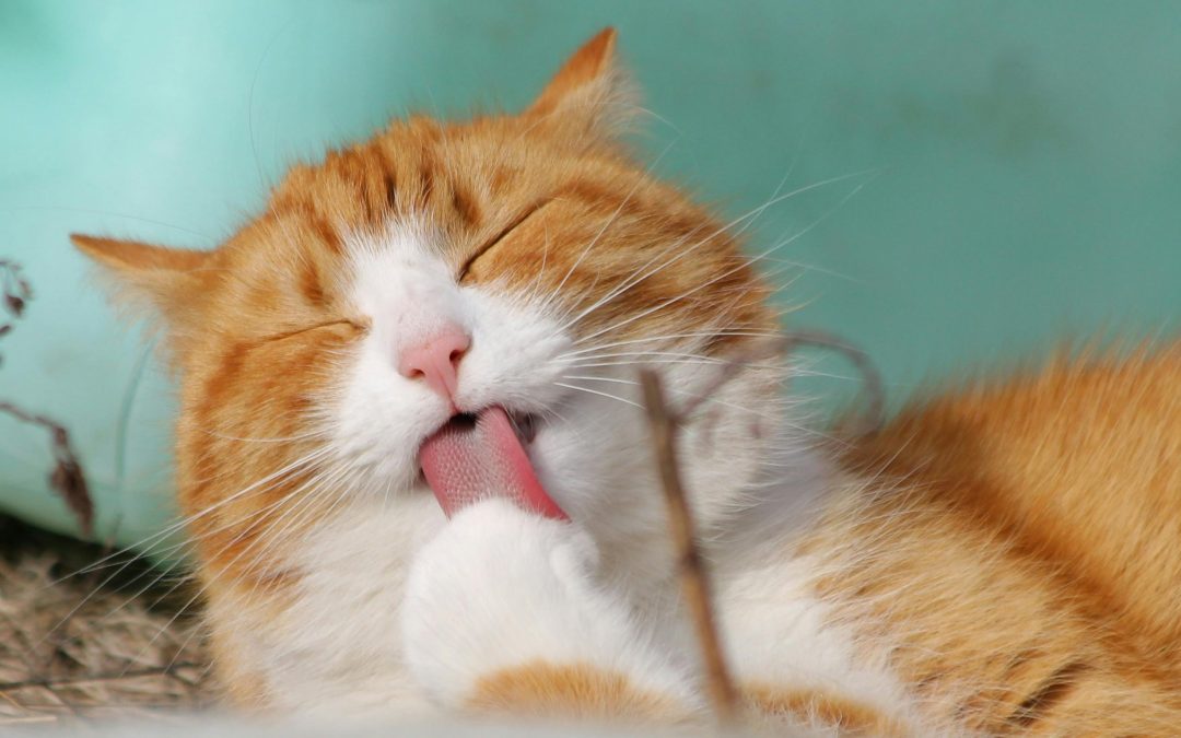 Building a Seamless Pet Routine Tips for New Pet Parents